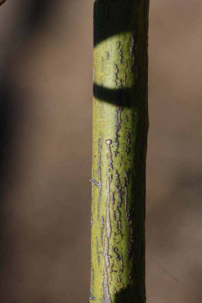              Second - third year twig (Riverside, CA)       
